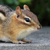 Eastern Chipmunk