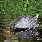 Florida redbelly turtle