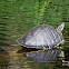 Florida redbelly turtle