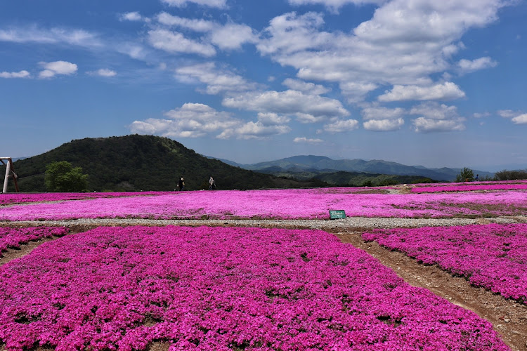 の投稿画像3枚目