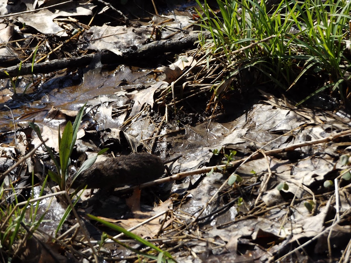 Meadow Vole