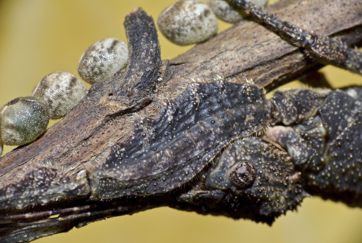 Stick Insect, Phasmid - Female