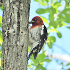 Red-breasted sapsucker