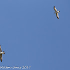 Herring Gull