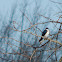 Tree Swallow