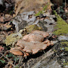 Birch Polypore