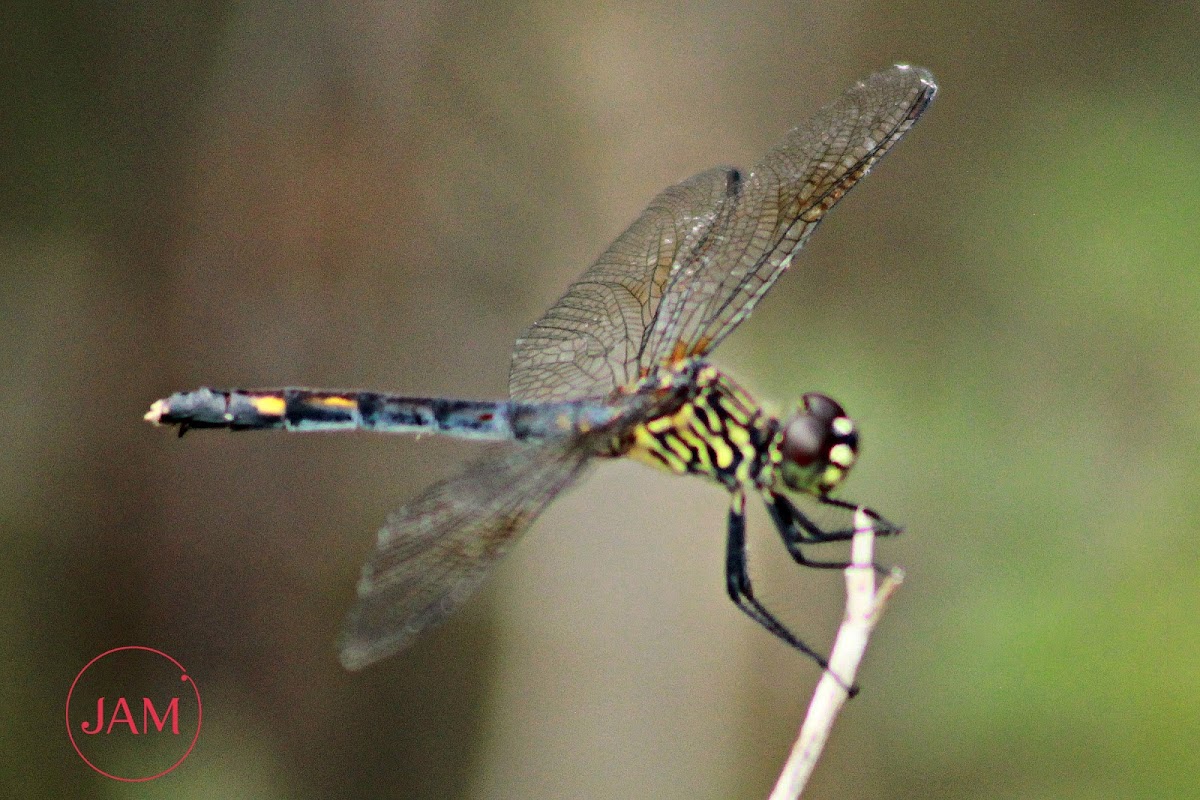 Seaside Dragonlet Dragonfly