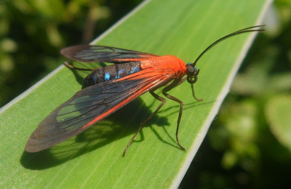 Wasp moth