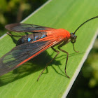 Wasp moth