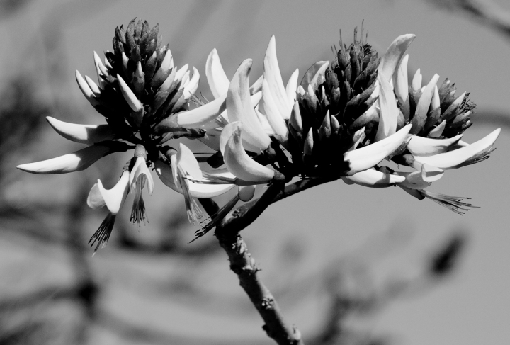 Australian Watson Bay Flower di Andrea Izzotti