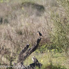 Stonechat