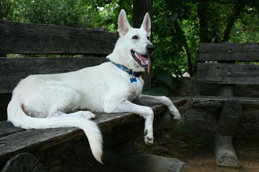 White German Shepherd Dog