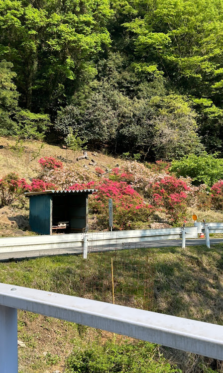 スバルその他のASCENT・アセント・ひたち海浜公園・ネモフィラの丘・ツツジに関するカスタム事例の投稿画像14枚目