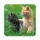 Download Cute Kitten WallpaperHD For PC Windows and Mac