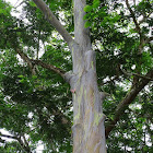 Rainbow eucalyptus