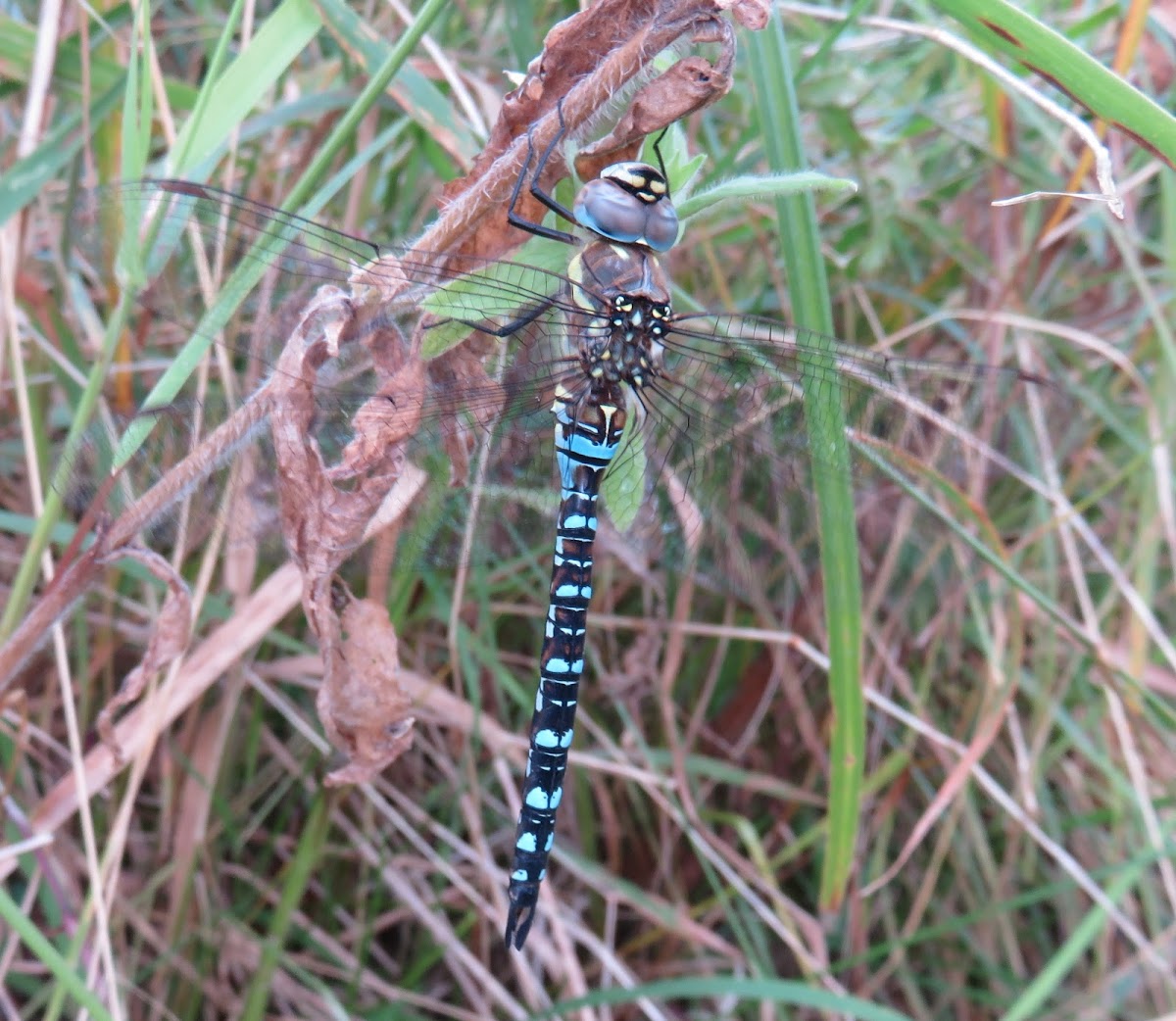 Blue Hawker Dragonfly