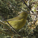 Orange-crowned Warbler