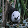 Sumatran Laughingthrush