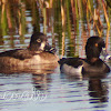 Ring-necked Duck