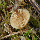 Galerina Mushrooms