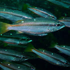 Two-spot banded snapper