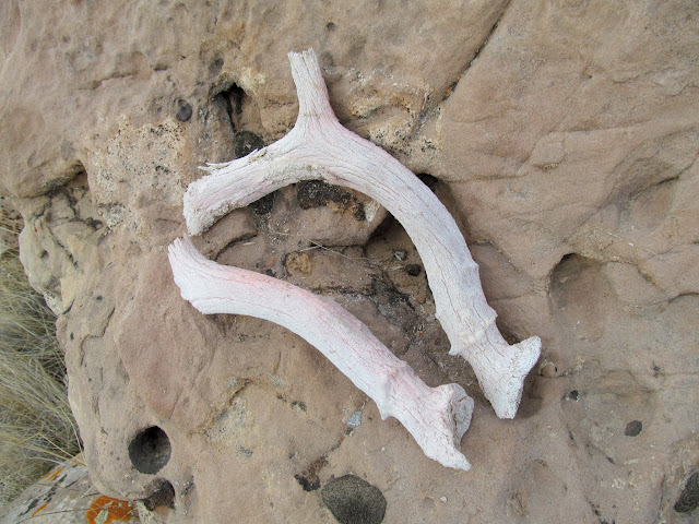 A pair of old shed antlers