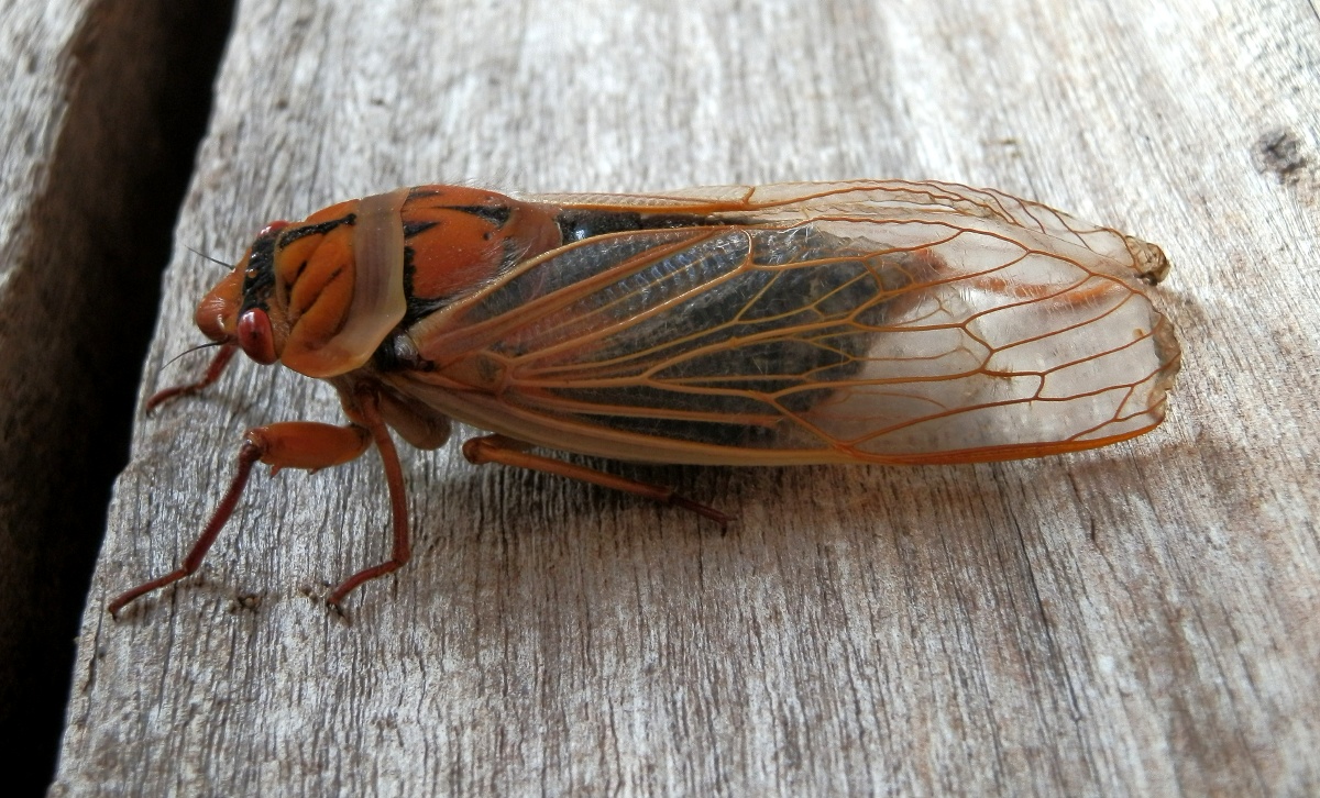 Masked Devil cicada