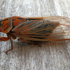 Masked Devil cicada