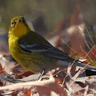 Pine warbler