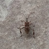 Western Leaf-footed Bug