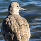 Willet