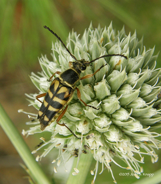 Zebra Longhorn Beetle