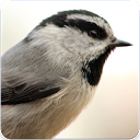 Descargar Chickadee Bird Call : Chickadee Bird Song Instalar Más reciente APK descargador