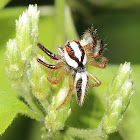 Jumping Spider