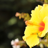 Yellow Hibiscus di 