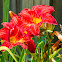 orange day-lily, tawny daylily, corn lily, tiger daylily, fulvous daylily, ditch lily, Fourth of July lily, railroad daylily, roadside daylily, outhouse lily, wash-house lily