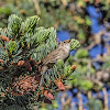 House Wren