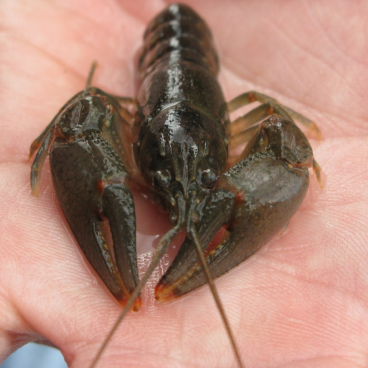 Rusty Crayfish