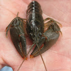 Rusty Crayfish