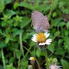 Plains Cupid