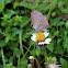 Plains Cupid