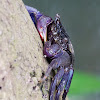 Pink Tree-climbing Crab