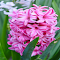 Item logo image for Pink Hyacinth Wallpaper