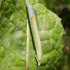 European Skipper