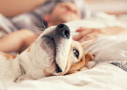 It is not advised that pets be 'sanitised' or wear a face mask. Stock photo.