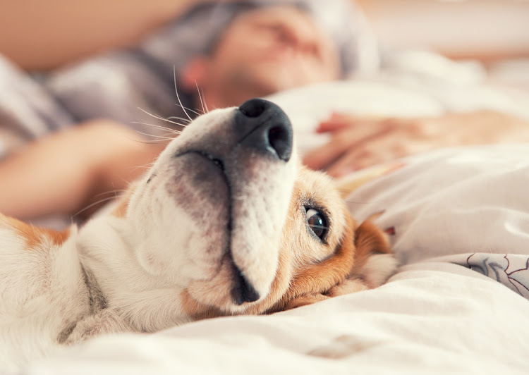 It is not advised that pets be 'sanitised' or wear a face mask. Stock photo.