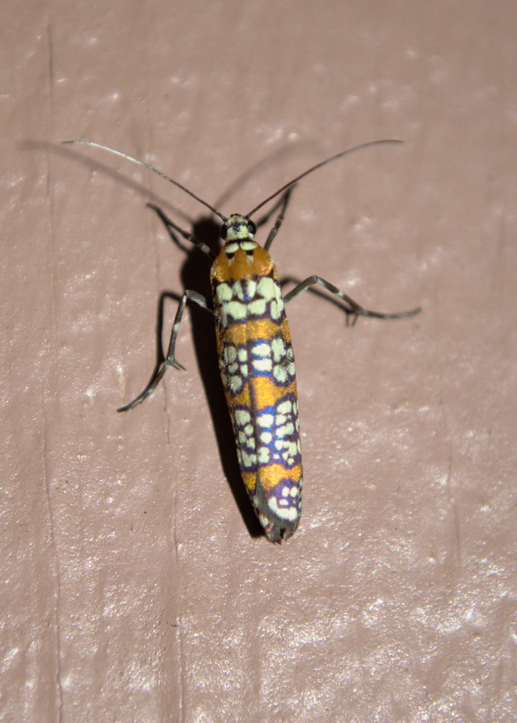 Ailanthus Webworm Moth