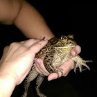 American bullfrog