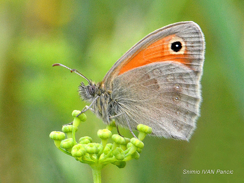 Small Heath