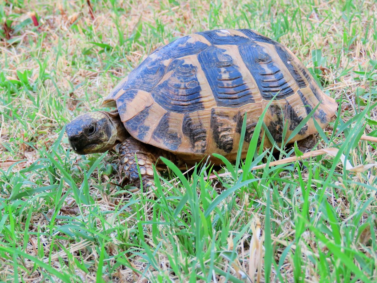 Hermann's tortoise